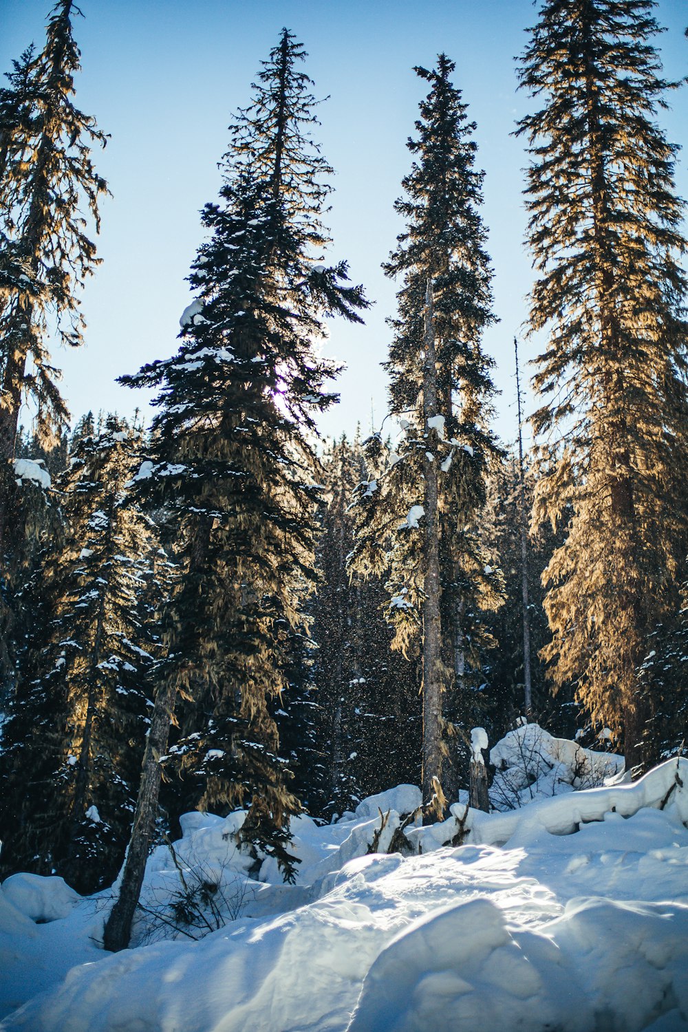 pins verts couverts de neige pendant la journée