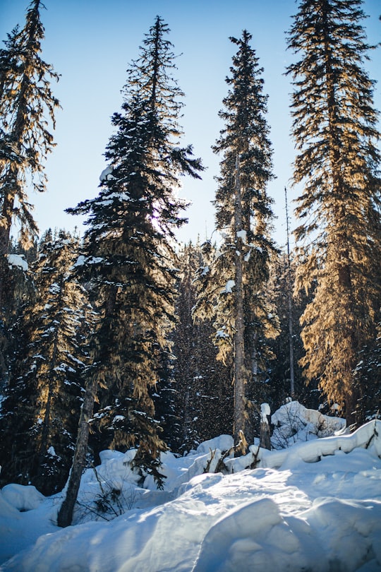 green pine trees covered with snow during daytime in British Columbia Canada