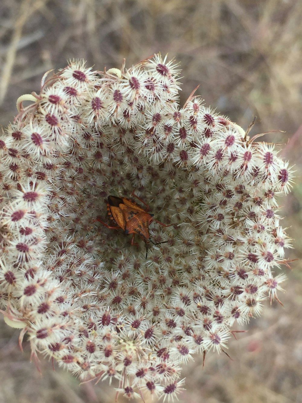 brown and black butterfly on white flower