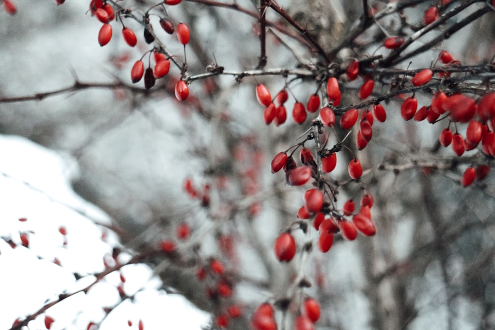 red round fruits on tree branch
