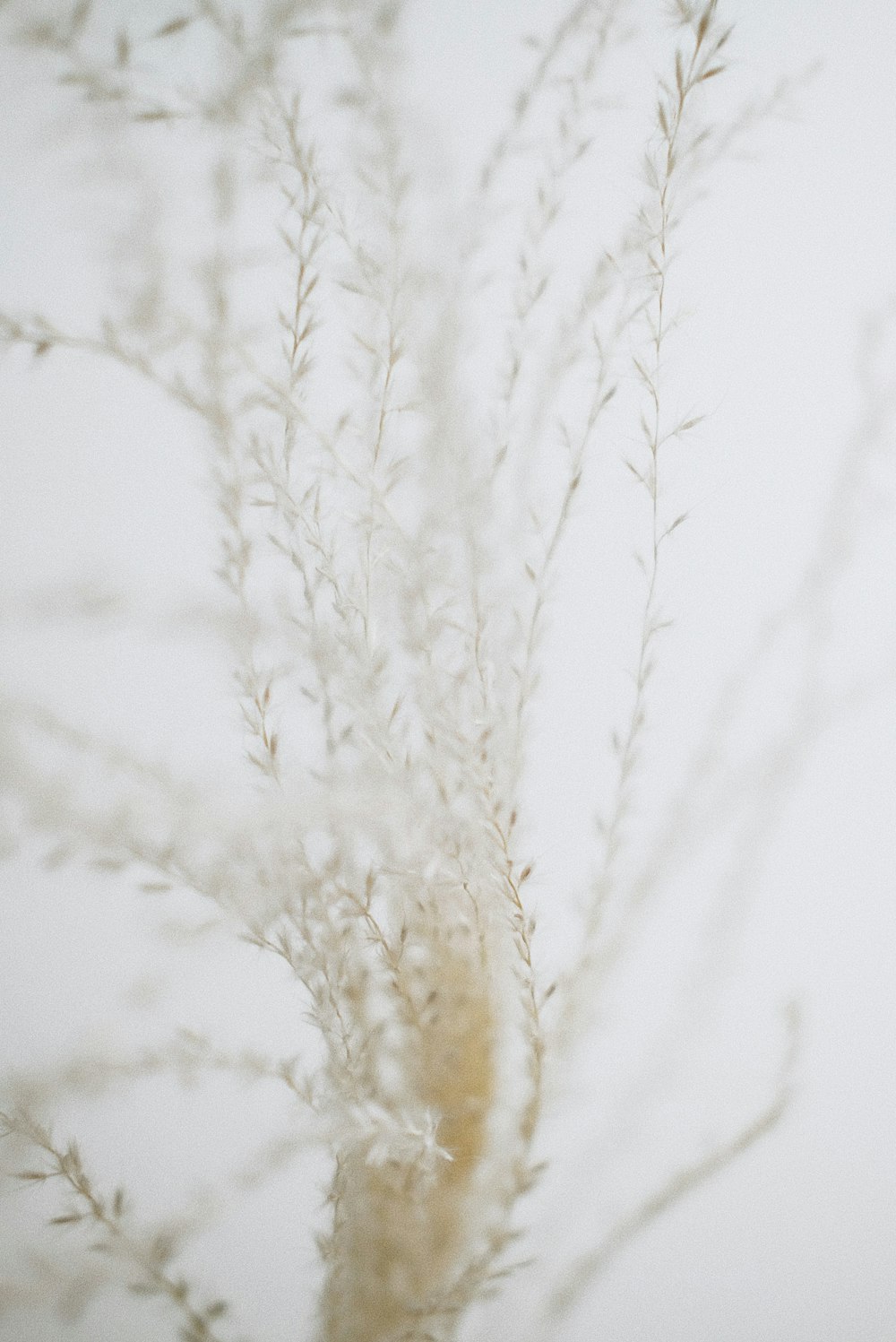 Planta blanca y marrón durante el día