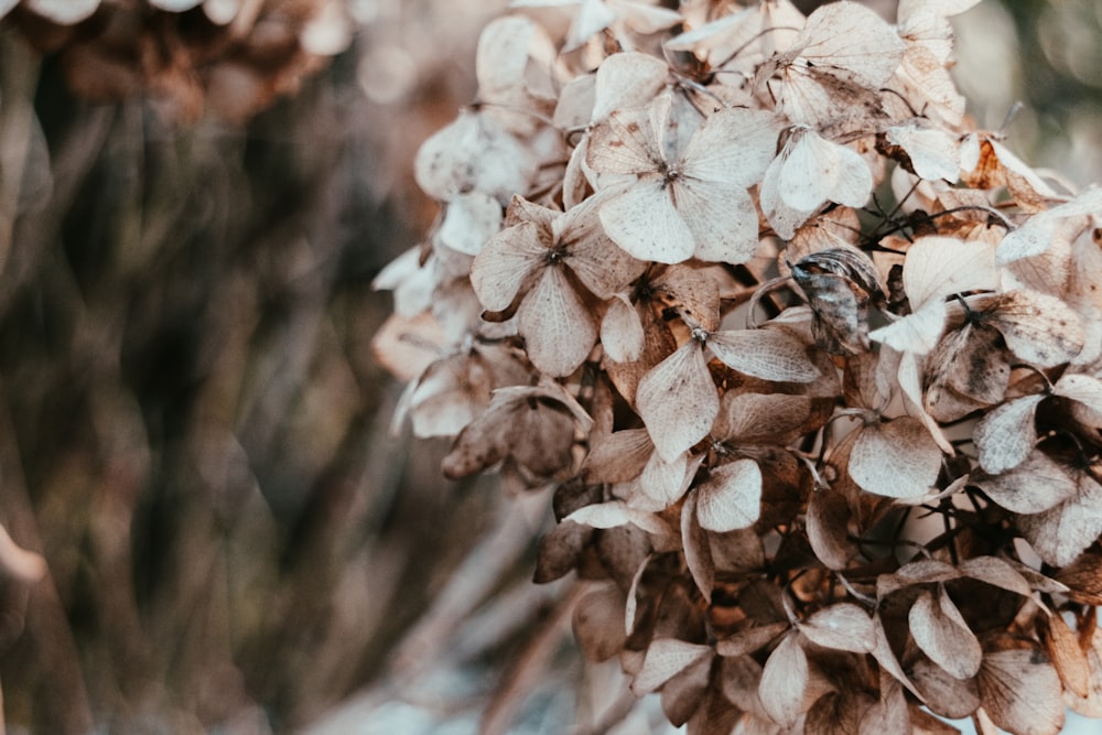 white flower in tilt shift lens