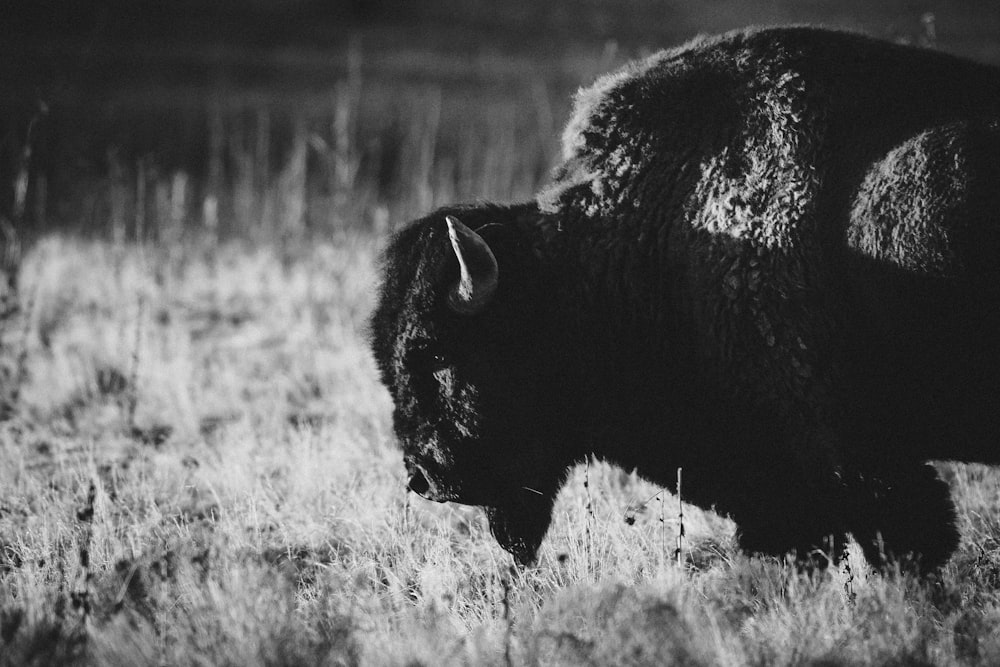 grayscale photo of bison on grass field