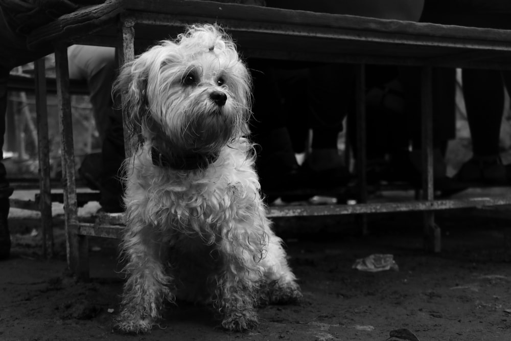 grayscale photo of long coated dog