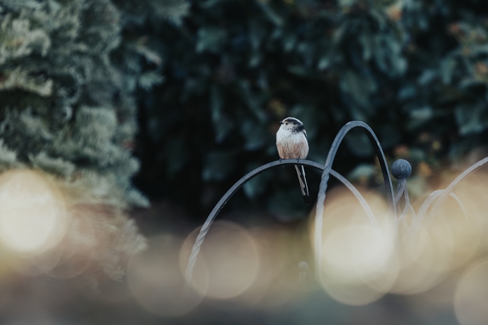 brown and white bird on tree branch