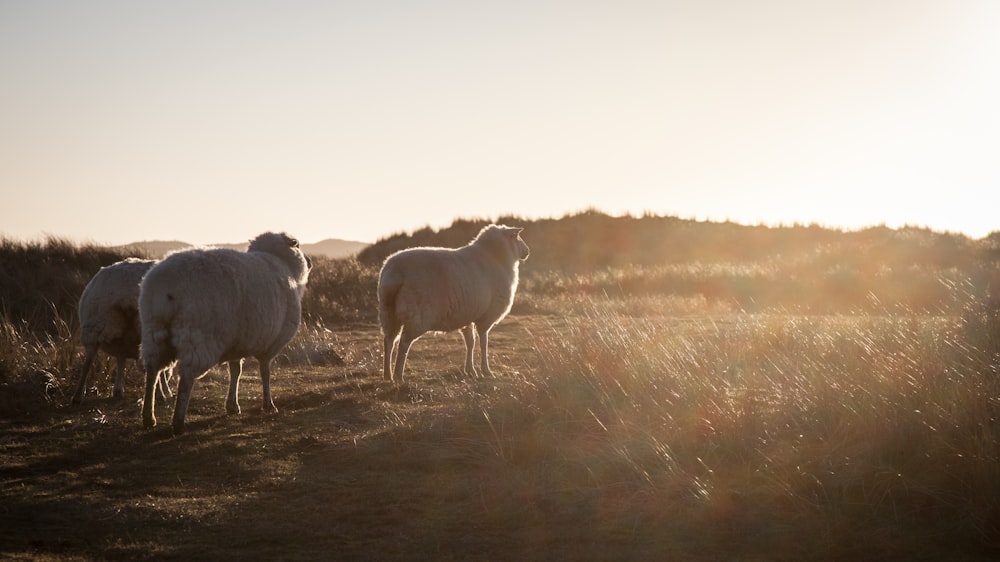 moutons blancs sur un champ d’herbe brune pendant la journée