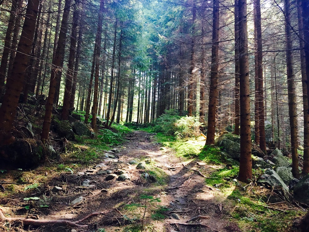 green trees on brown soil