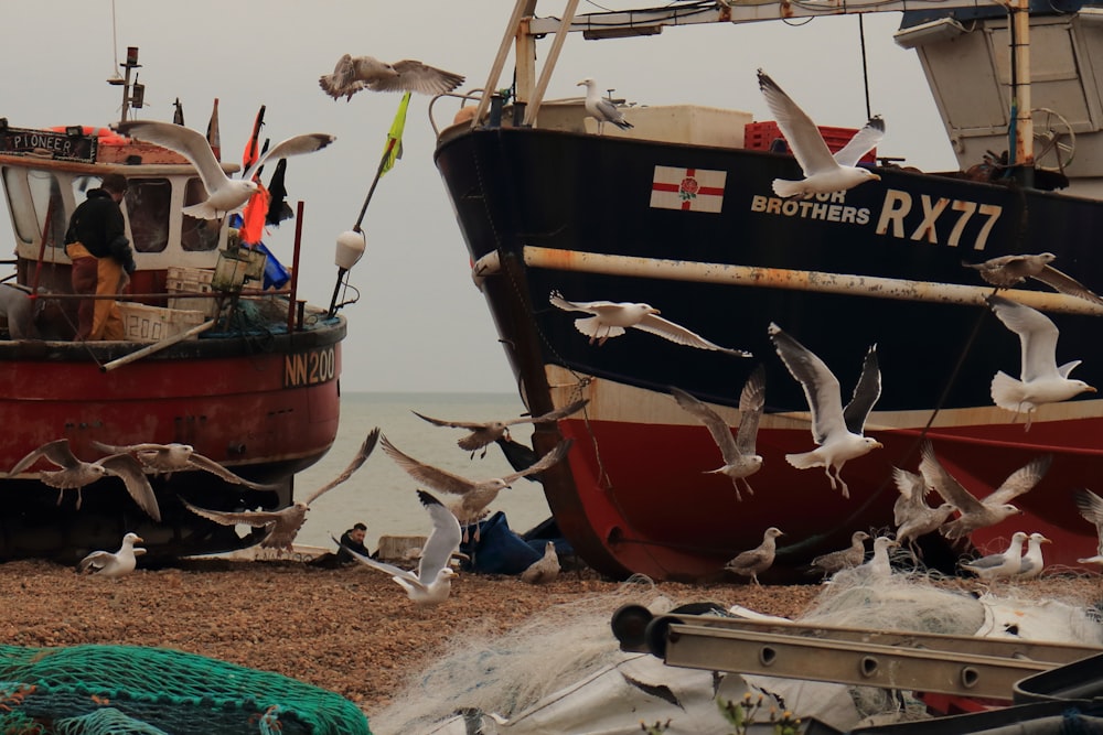 brown and black boat on beach shore during daytime