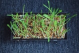 A rectangular container filled with sprouted seeds, displaying vibrant green shoots and a dense network of roots against a dark textured background.