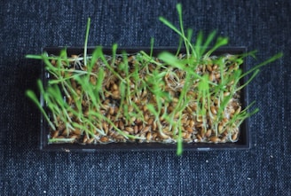 A rectangular container filled with sprouted seeds, displaying vibrant green shoots and a dense network of roots against a dark textured background.