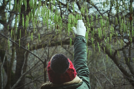 person in red knit cap and brown jacket holding green leaf plant during daytime in Visegrád Hungary