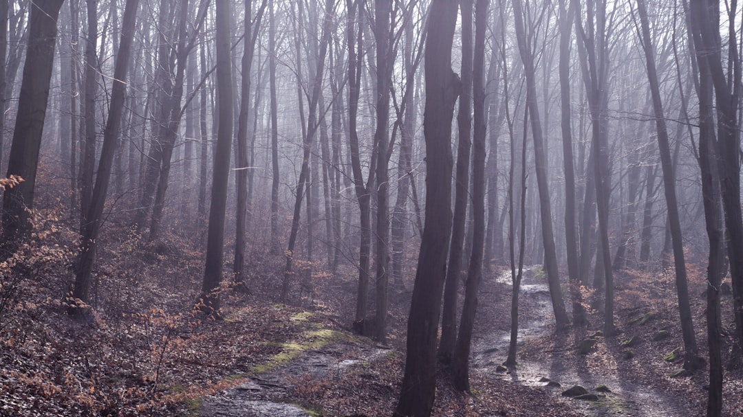 Natural landscape photo spot Visegrád Budapest