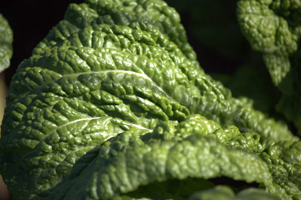 folhas verdes com gotículas de água