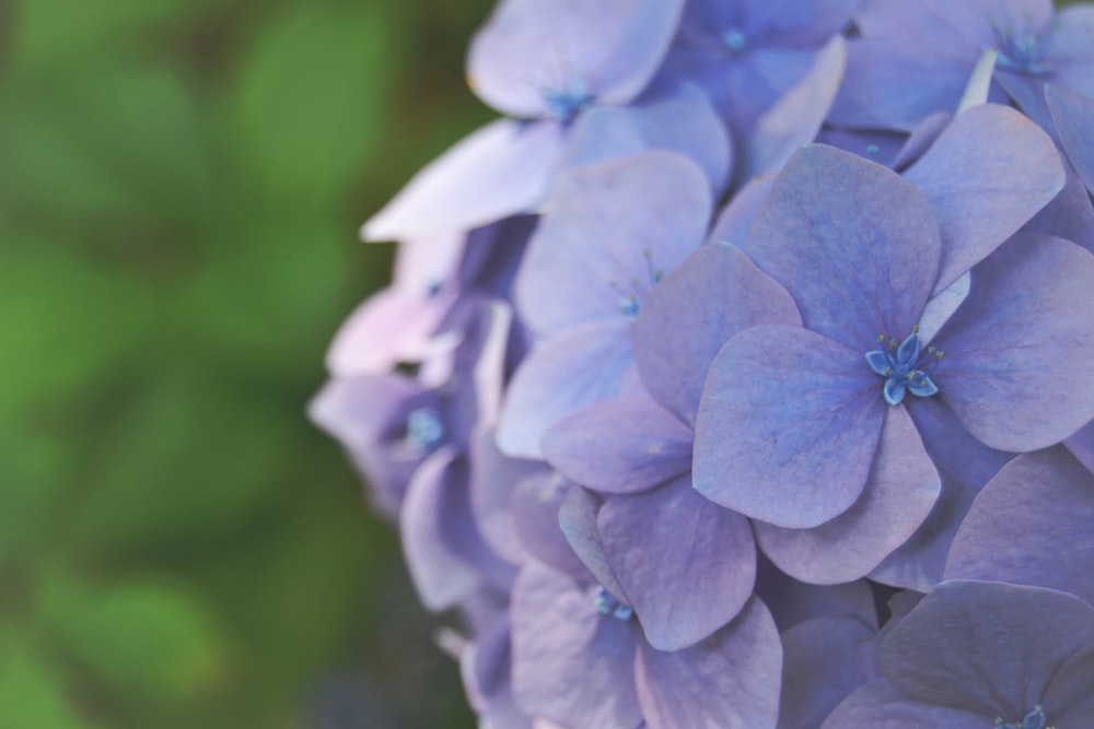 blue flower in tilt shift lens