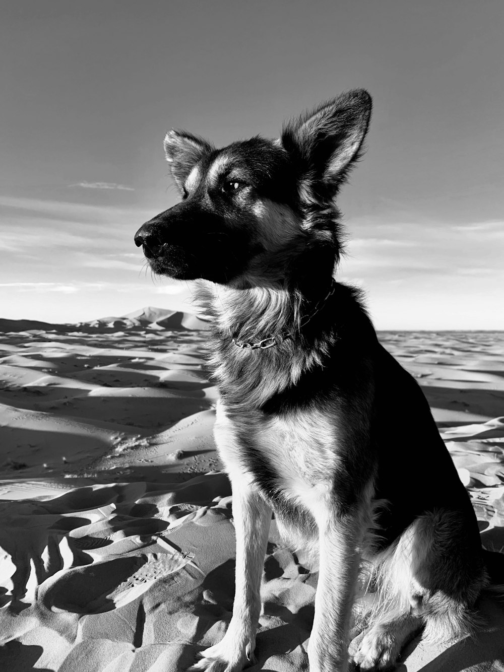 grayscale photo of german shepherd dog on sand