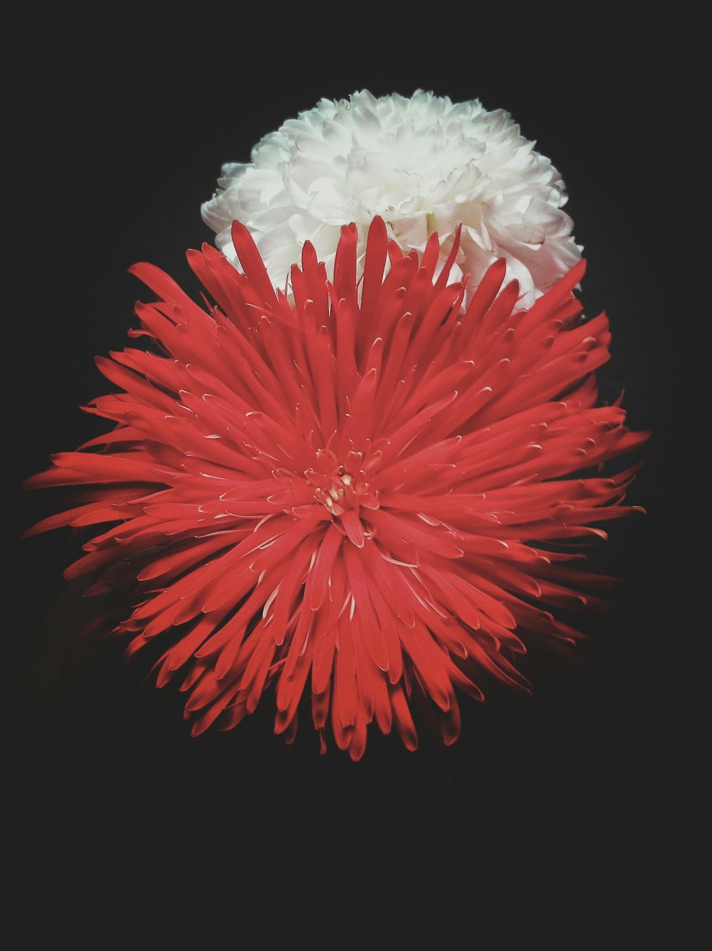 white and red fur ball