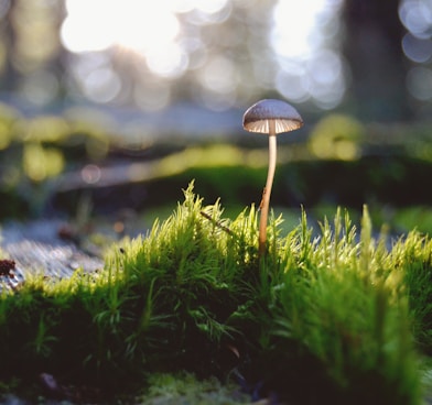 brown mushroom on green grass during daytime