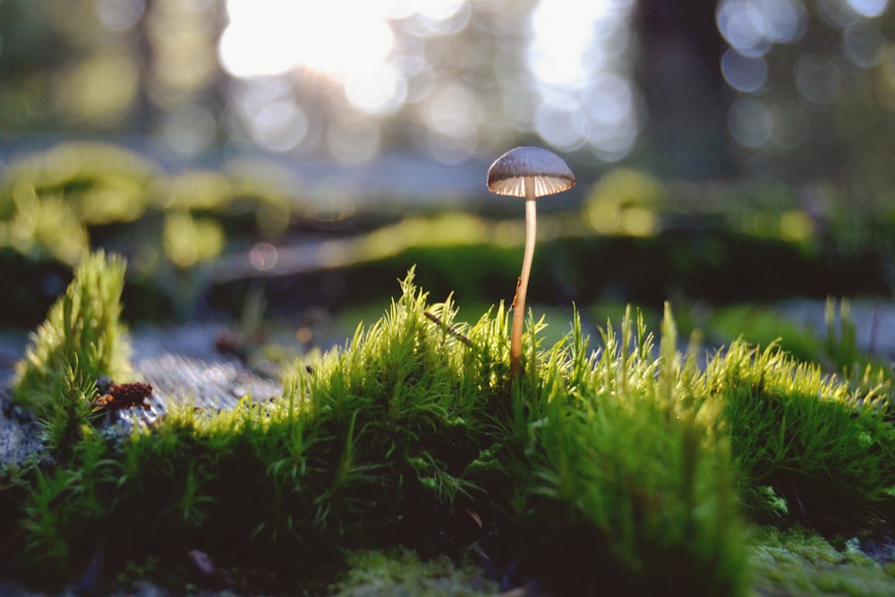 champignon brun sur herbe verte pendant la journée