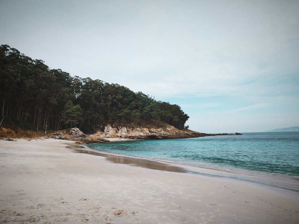 green trees on brown sand beach during daytime