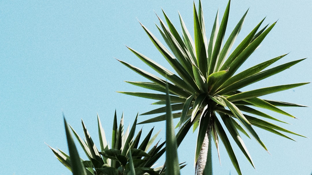 green palm tree under blue sky during daytime