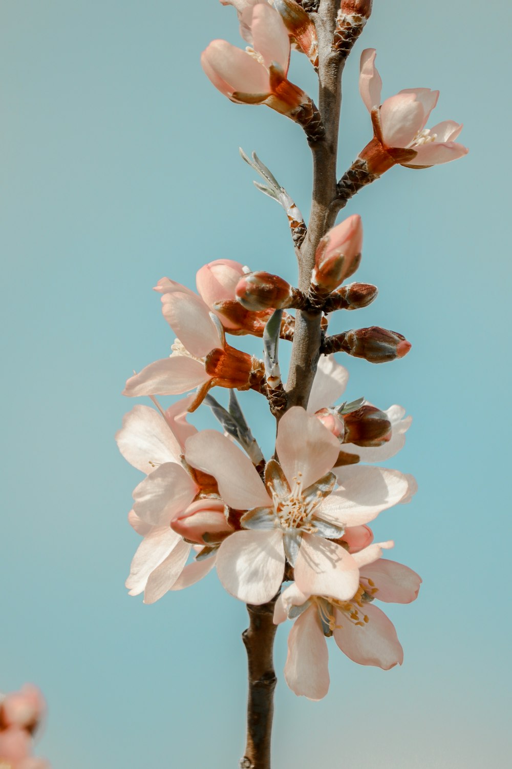 white cherry blossom in bloom during daytime