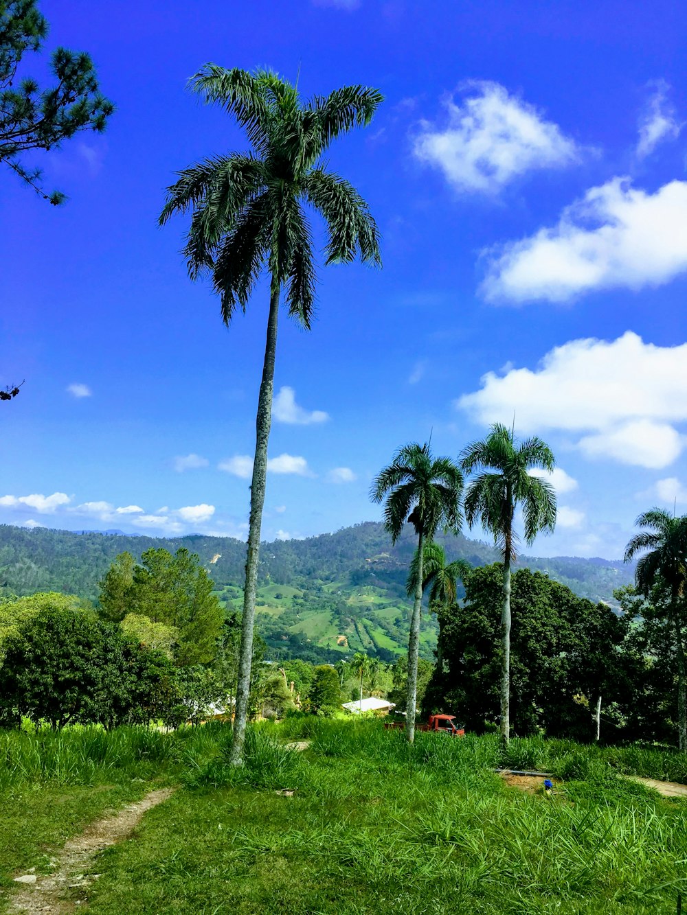 green palm tree on green grass field during daytime