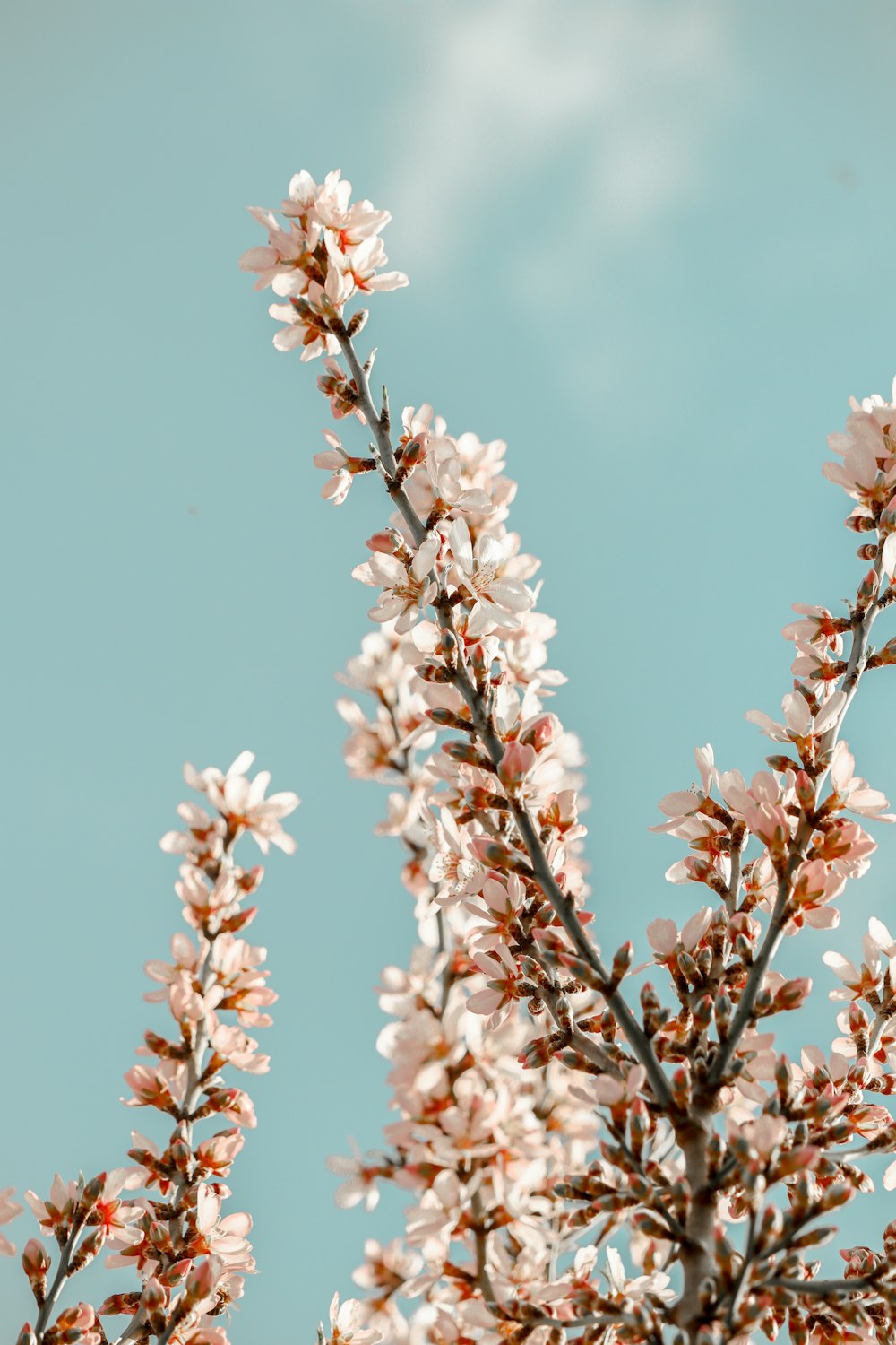 white and brown flower under blue sky during daytime