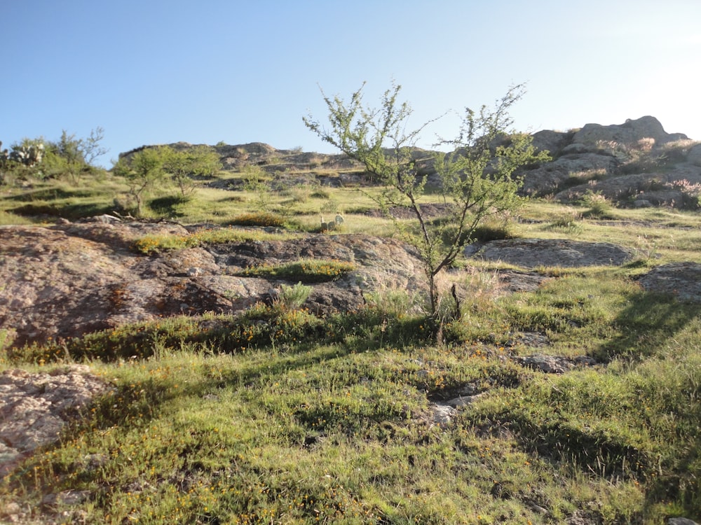 green grass field with brown rock formation during daytime