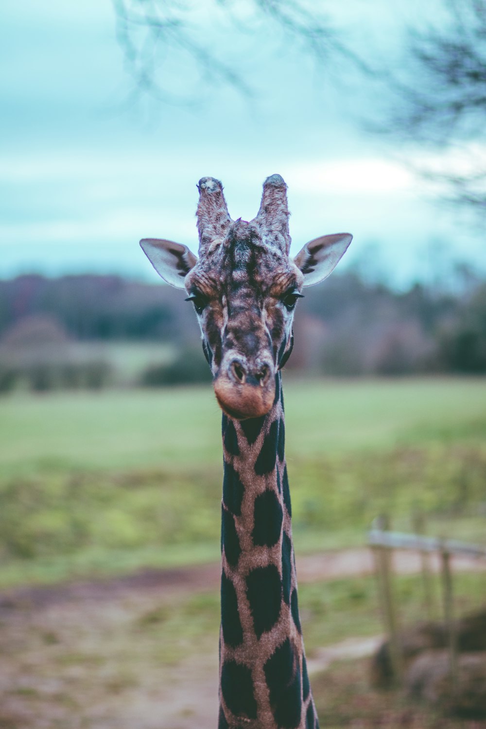 giraffe standing on green grass field during daytime