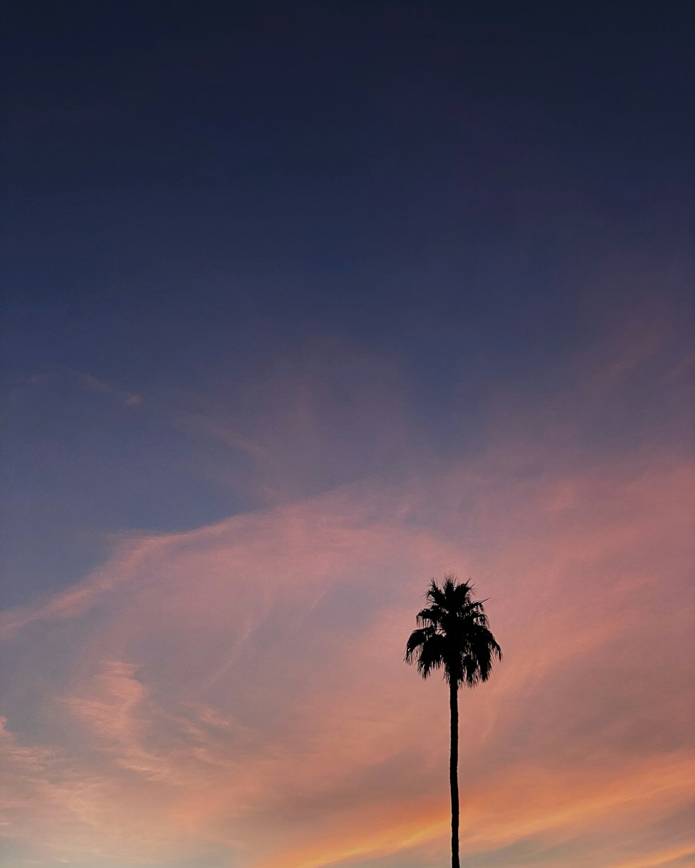 palmeira sob o céu nublado durante o dia