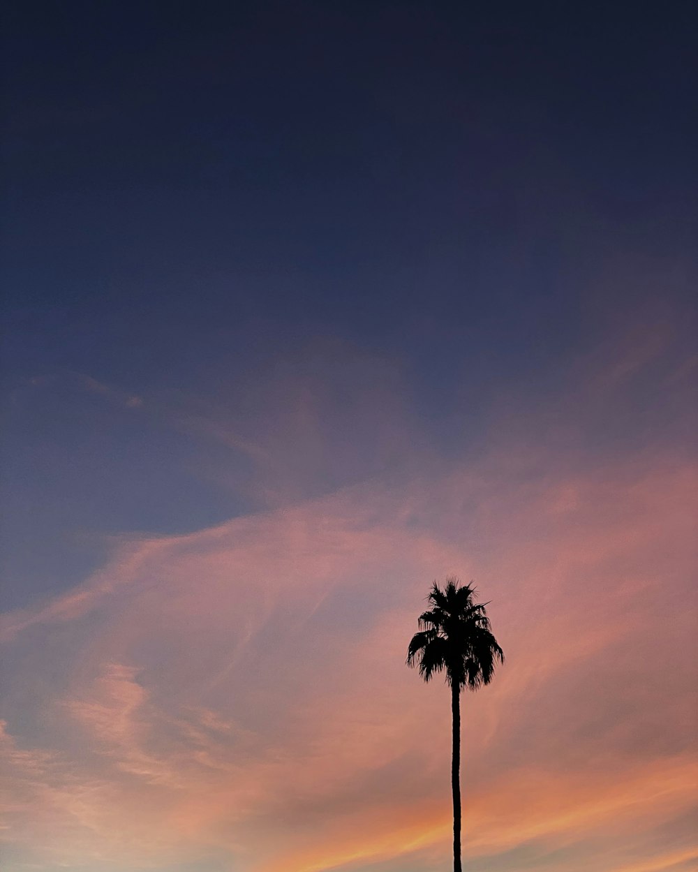 Palme tagsüber unter bewölktem Himmel