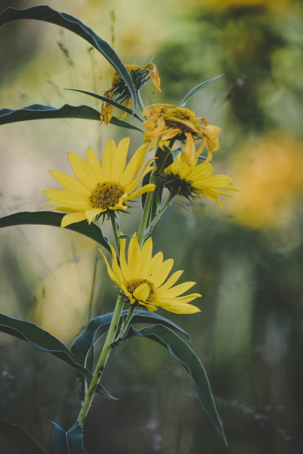 yellow flower in tilt shift lens