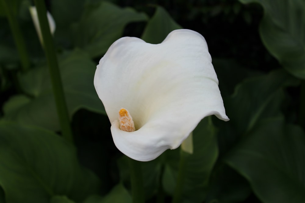 white flower in macro shot