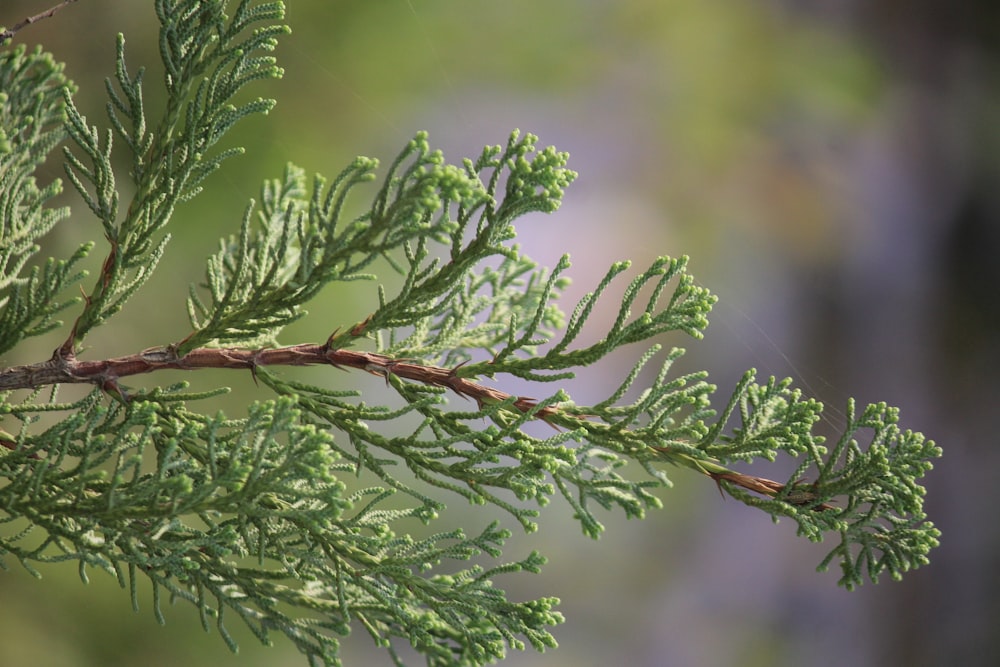 green plant in close up photography