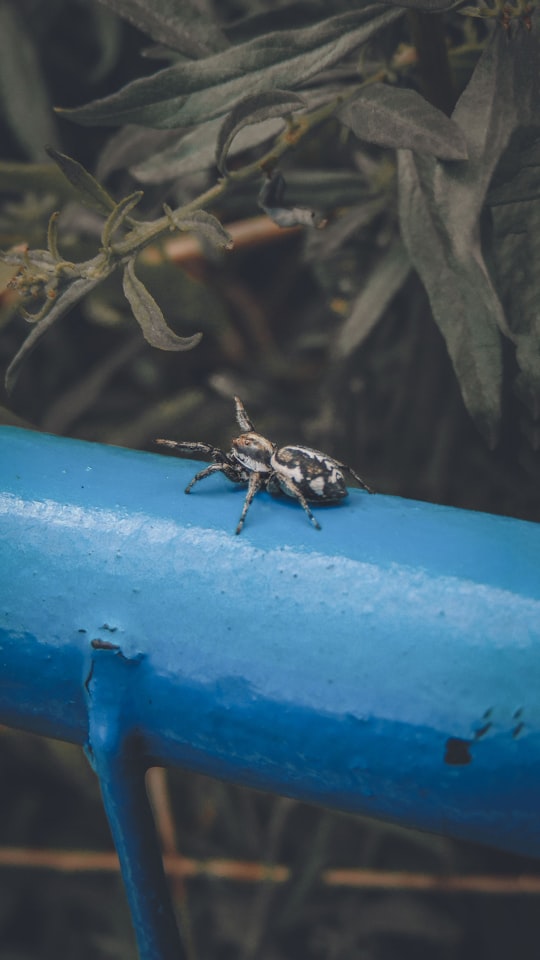 brown and black insect on blue surface in Santa Fe Argentina