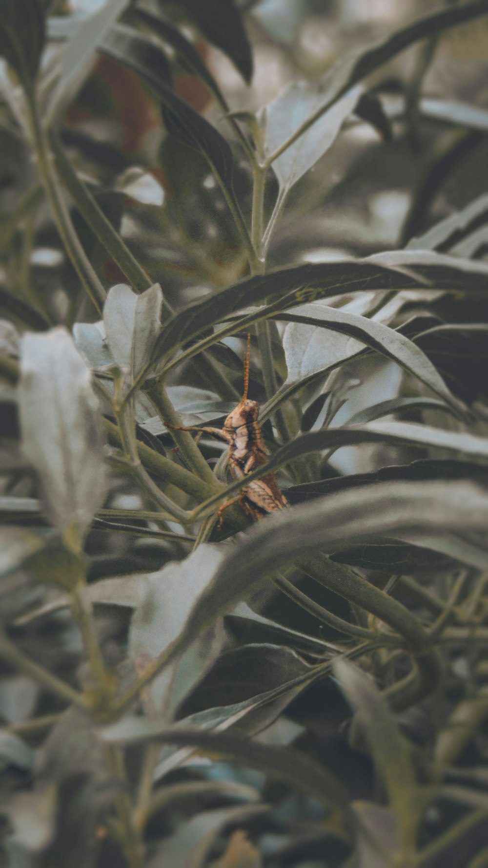 brown and black insect on green plant