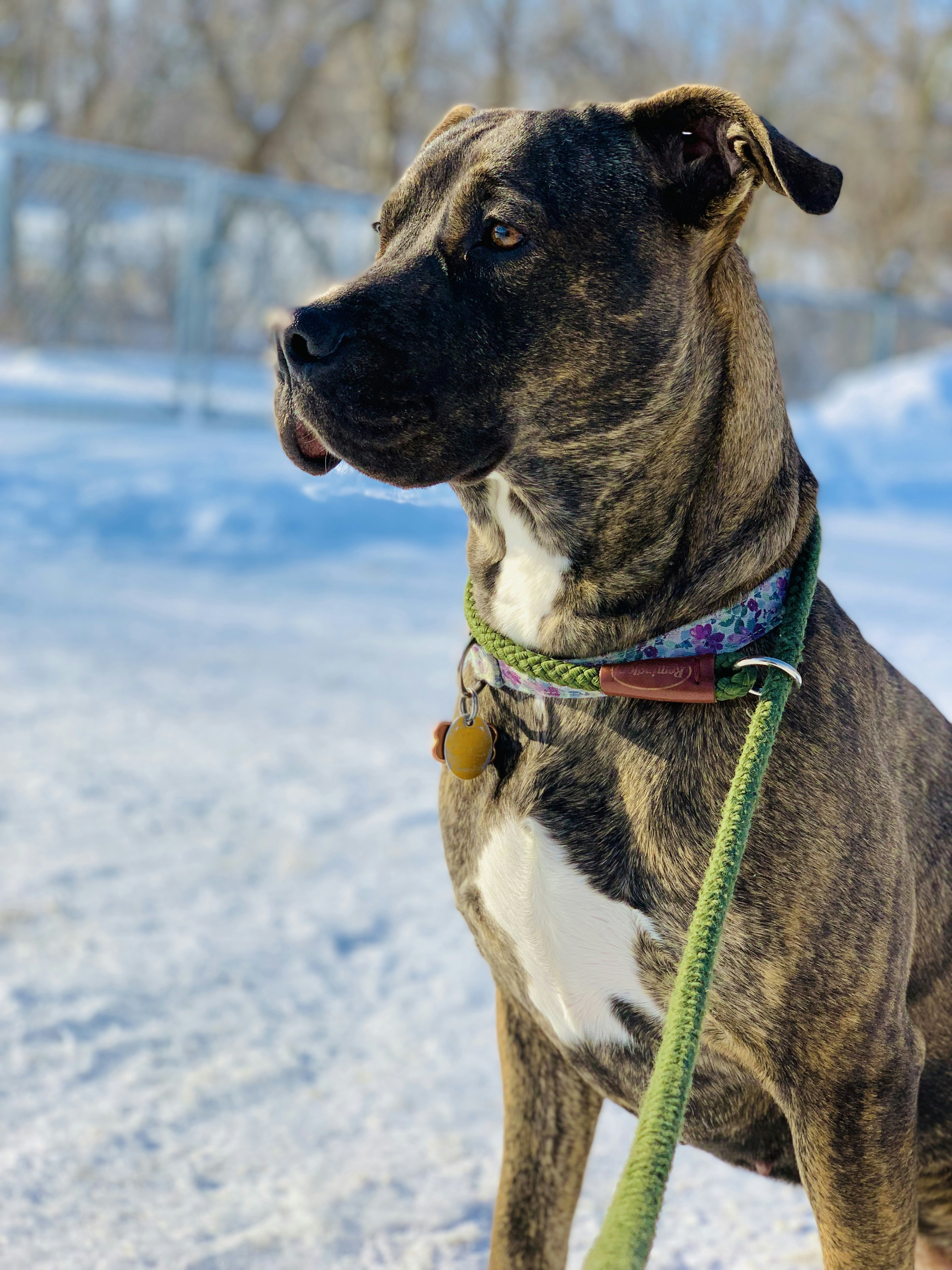Un perro marrón y blanco parado en la nieve