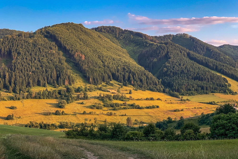 green trees on green grass field near mountain under blue sky during daytime