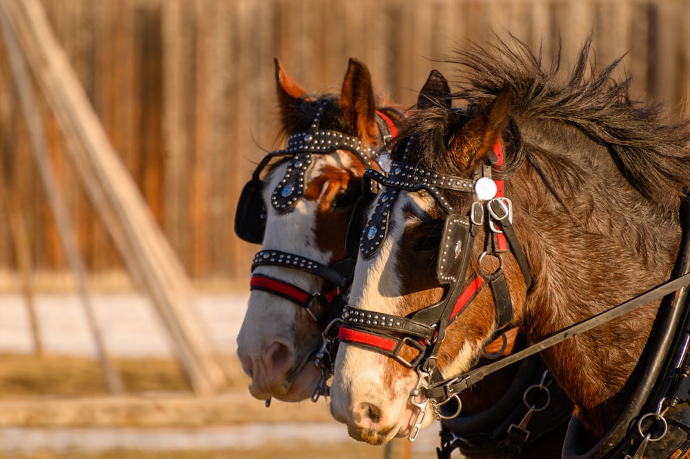 Caballo marrón con correa de cuero negro