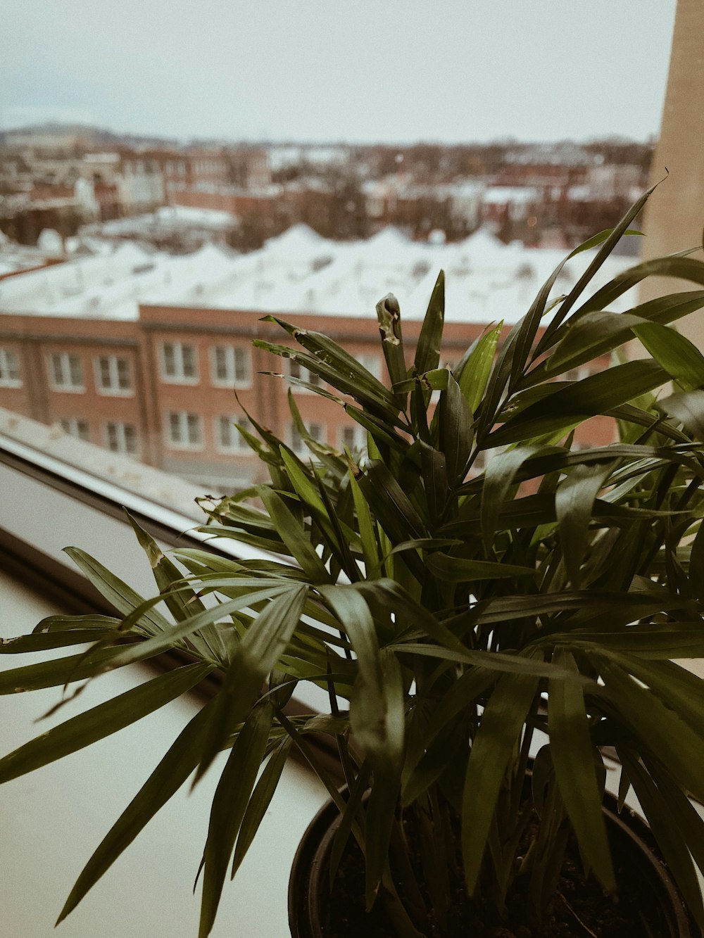 green plant near brown concrete building during daytime