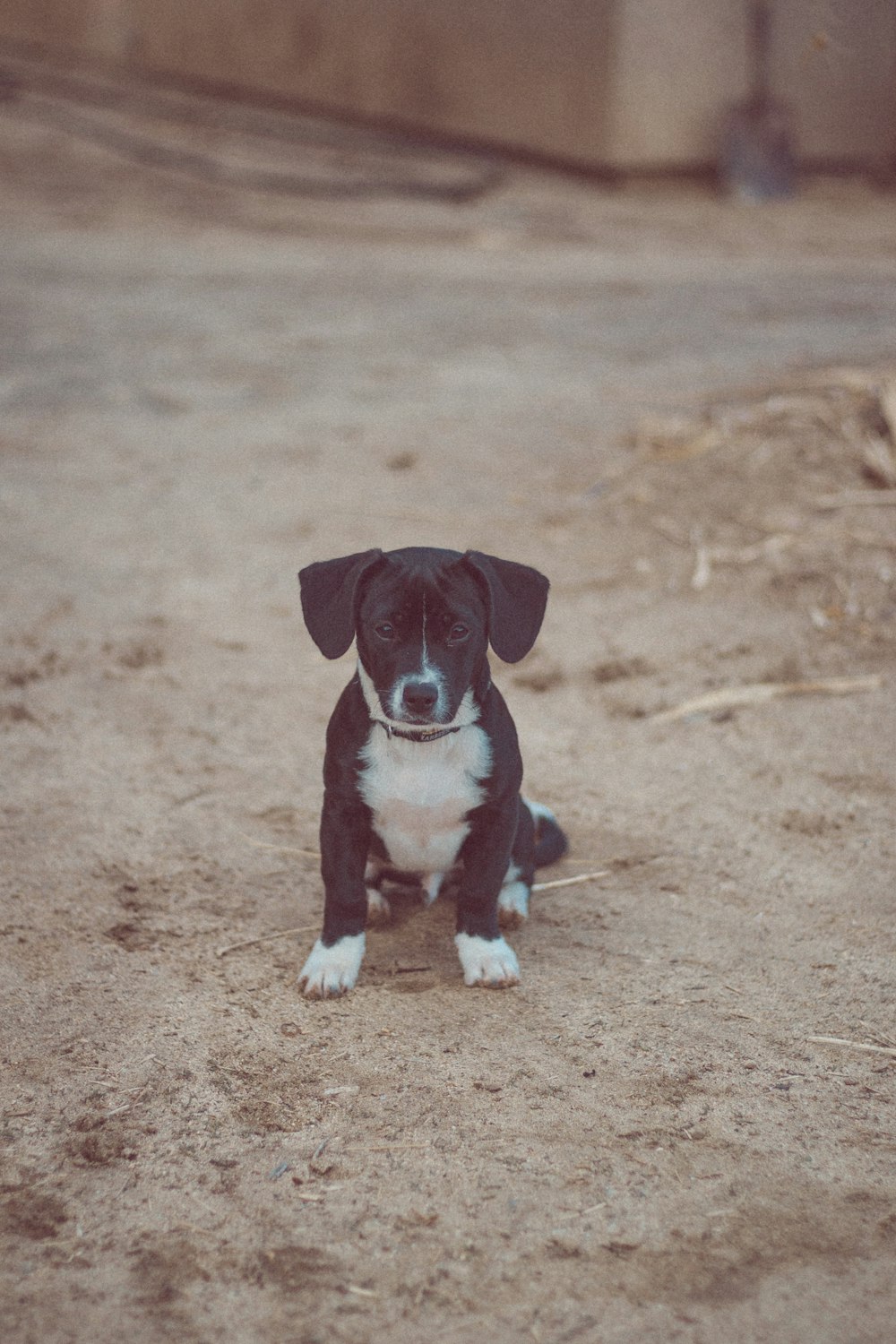 black and white short coat small dog sitting on brown sand during daytime