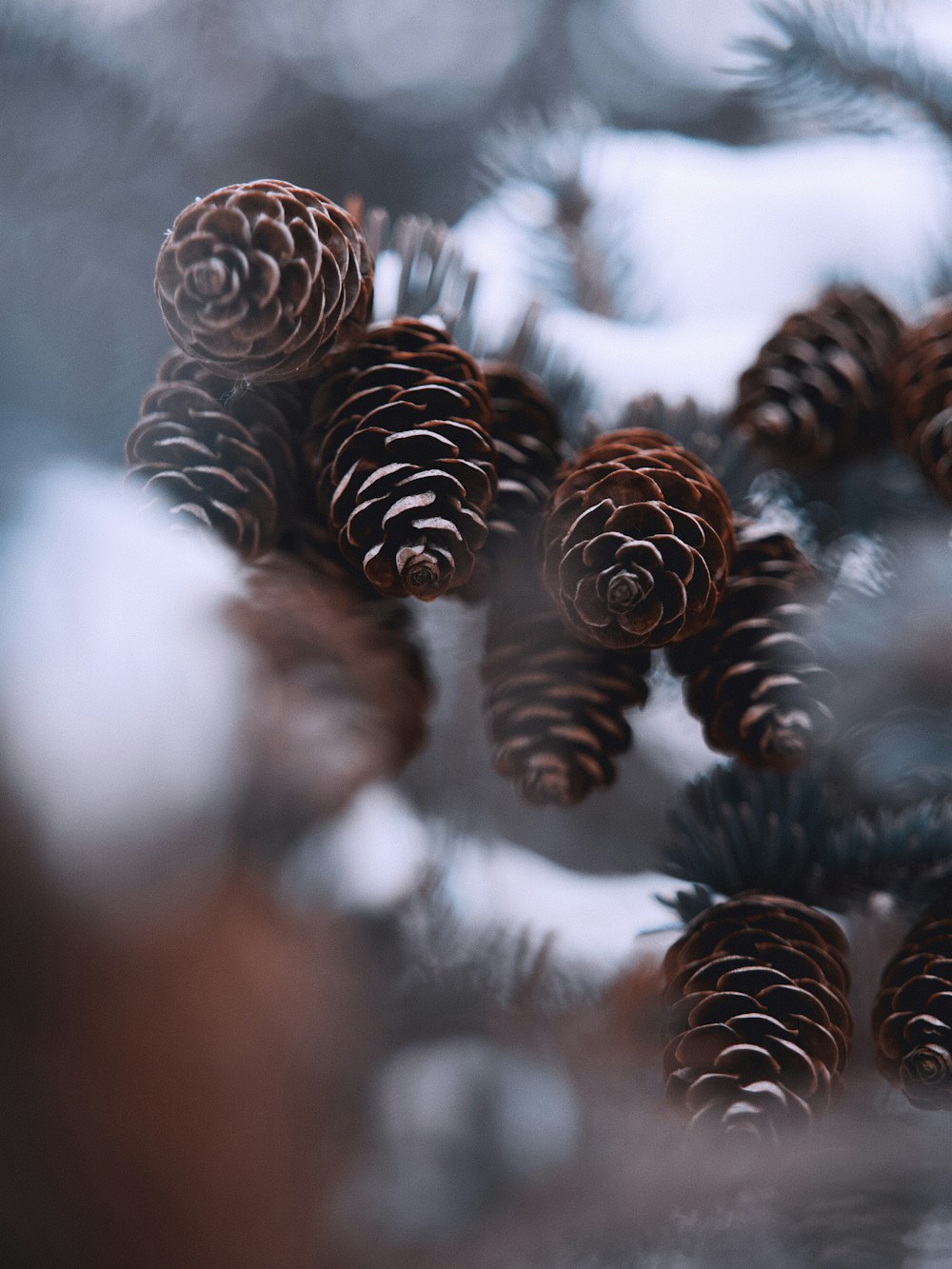 brown pine cone on snow covered ground