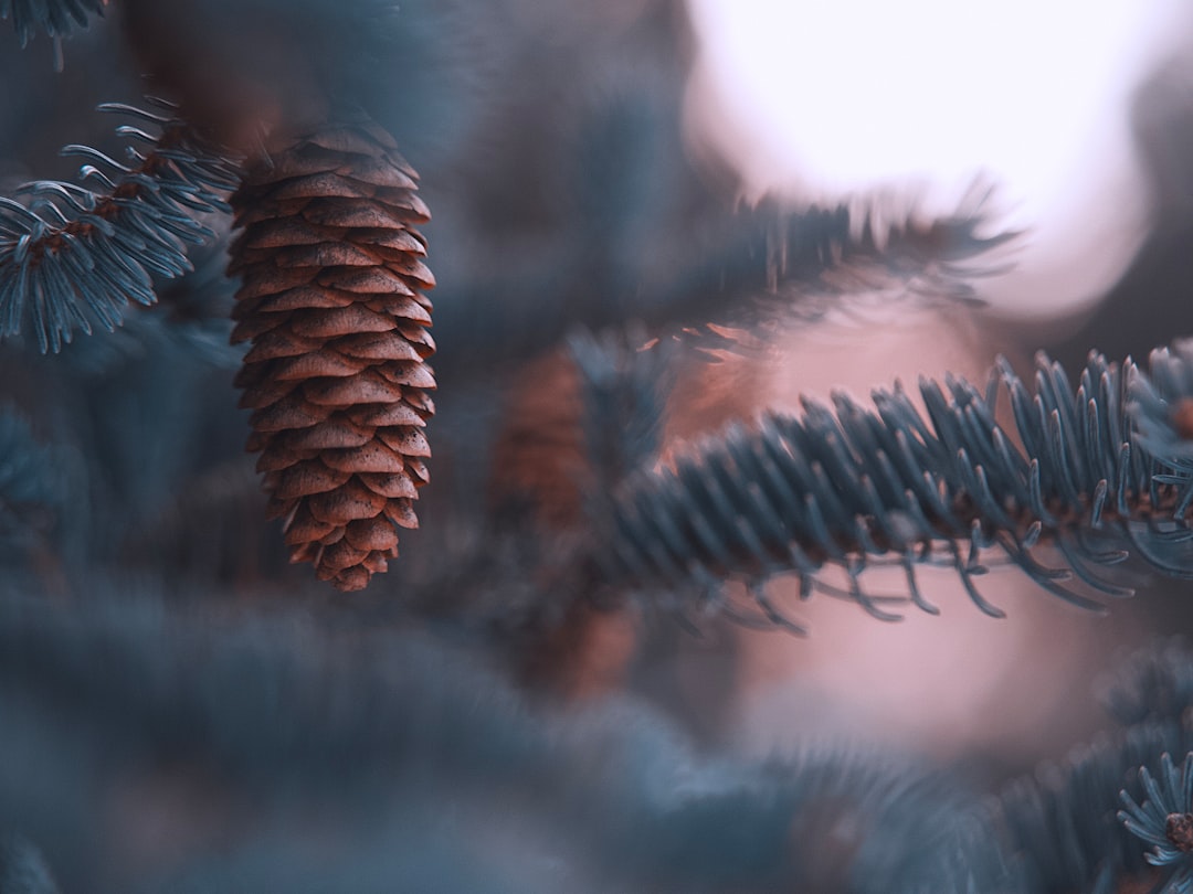 brown pine cone in close up photography