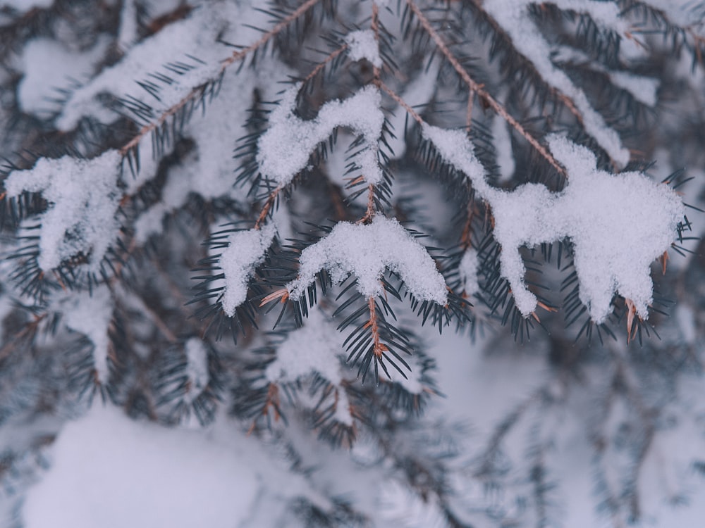 green pine tree covered with snow