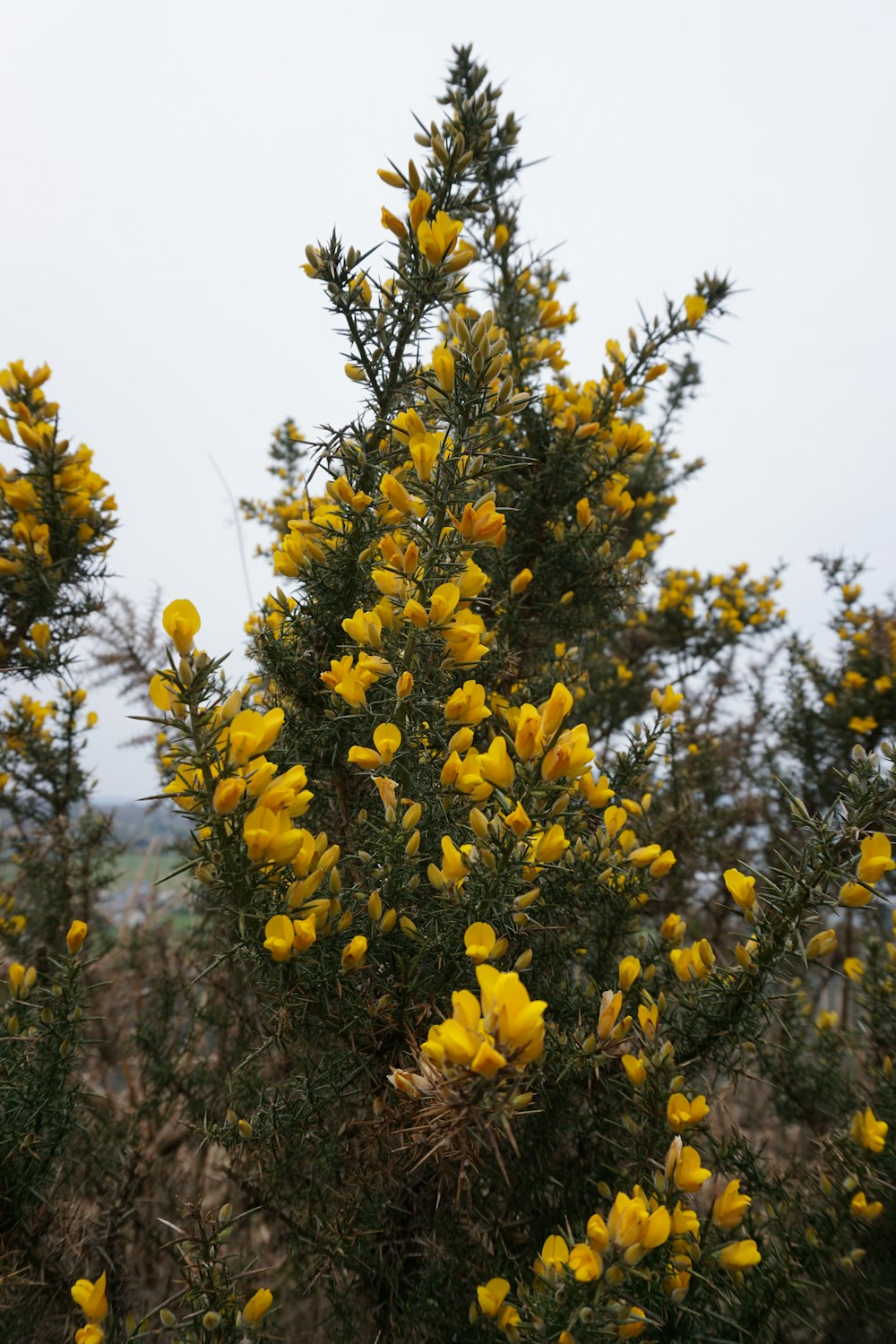 yellow flowers under blue sky during daytime