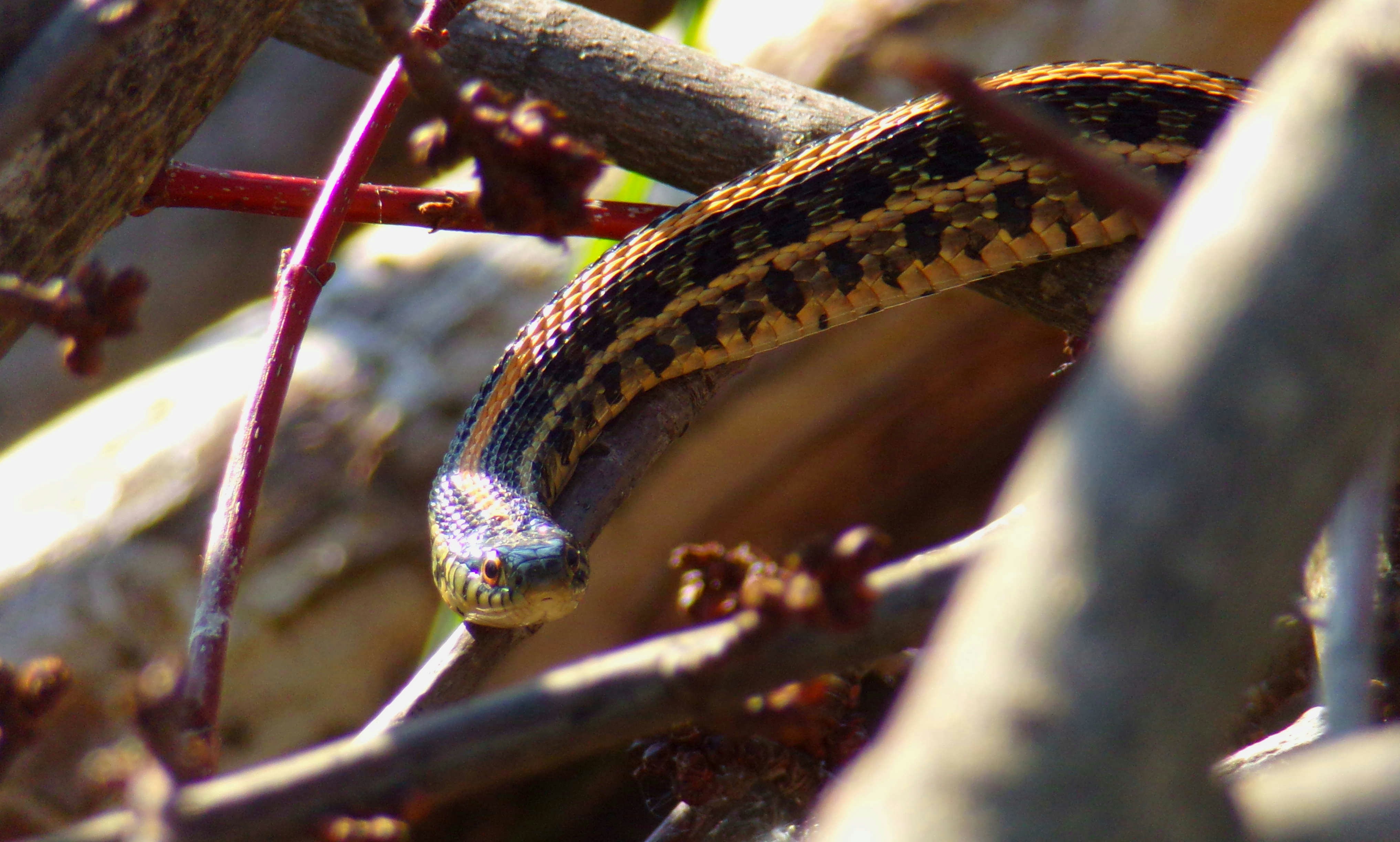 black and yellow snake on brown tree branch illinois zoom background