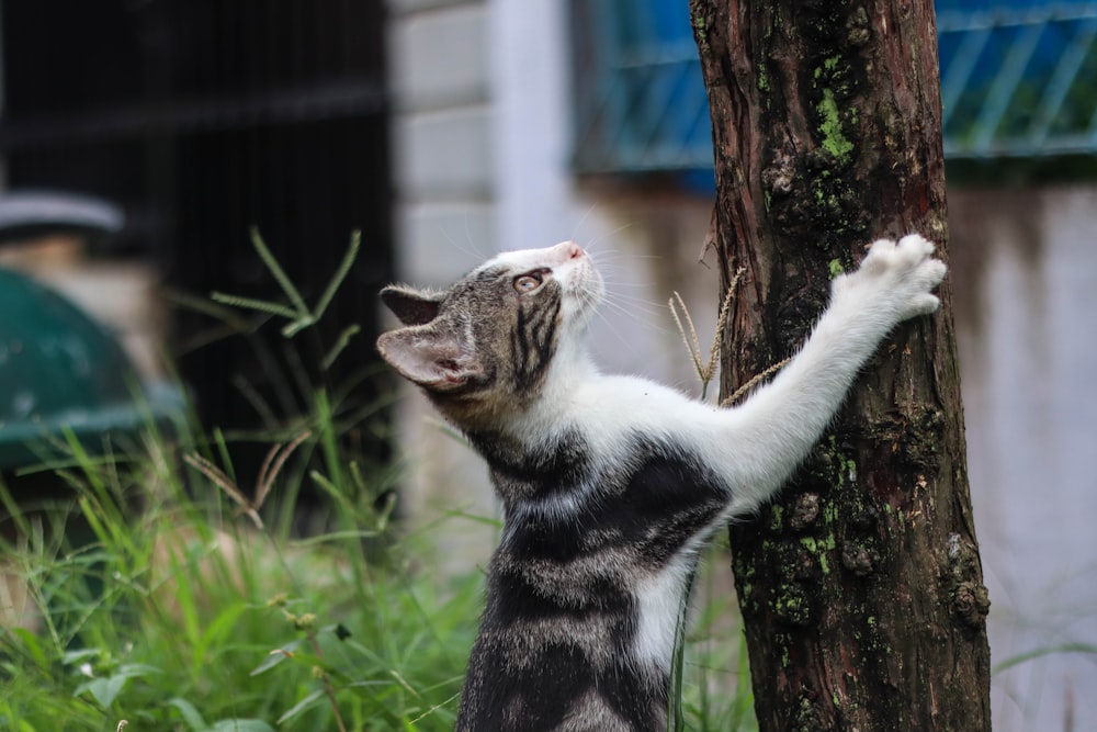 white and black cat on tree trunk