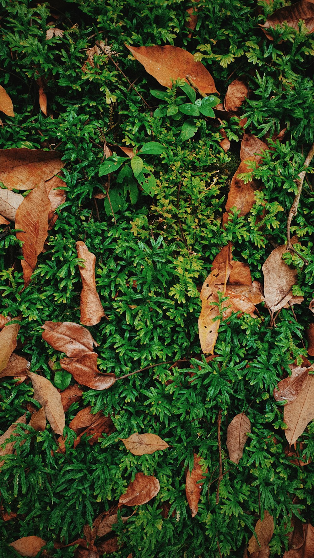 brown dried leaves on green grass