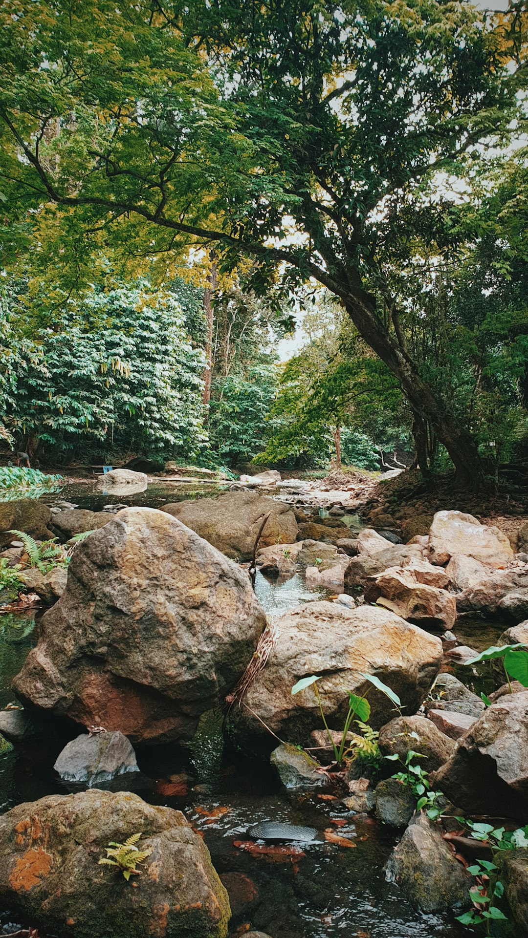 Forest photo spot Setapak Malaysia