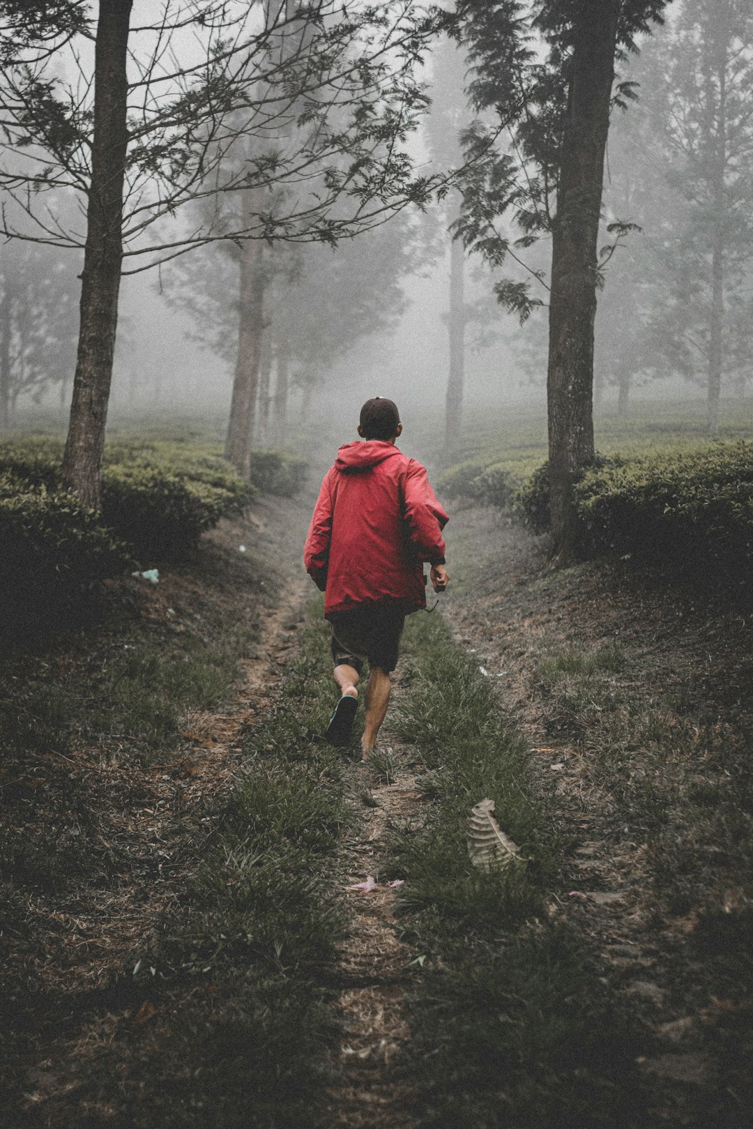 Forest photo spot Perkebunan Teh Goalpara Sukabumi